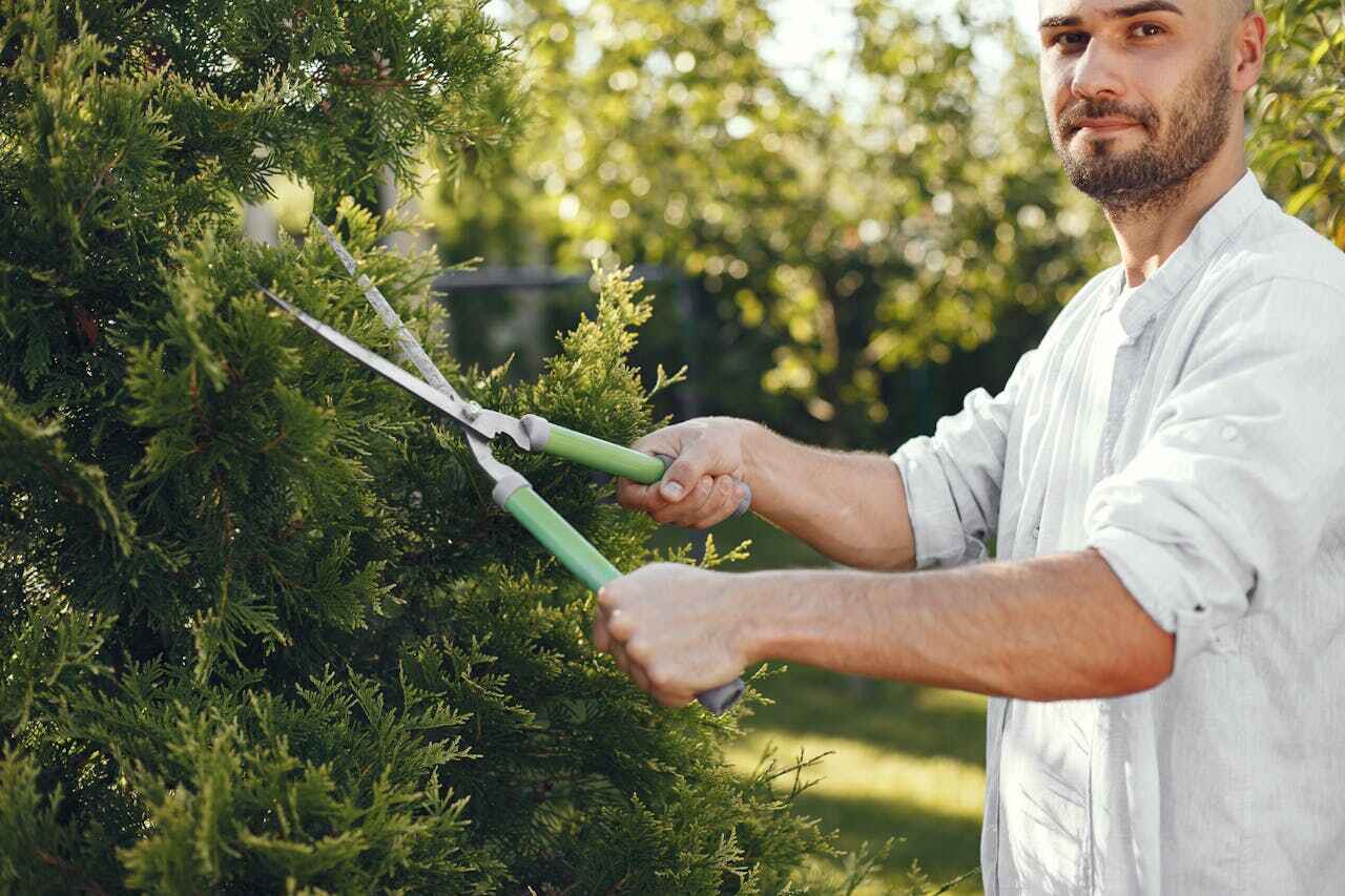 The Steps Involved in Our Tree Care Process in Mono Vista, CA